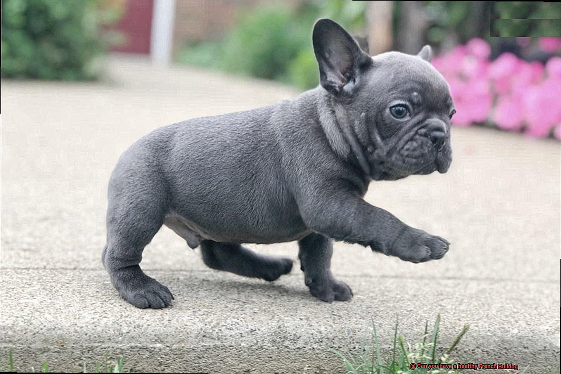 Can you have a healthy French Bulldog-15