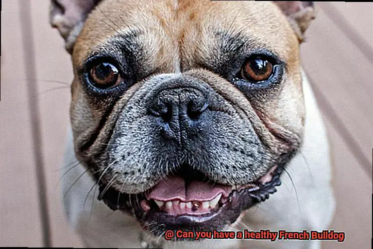 Can you have a healthy French Bulldog-3
