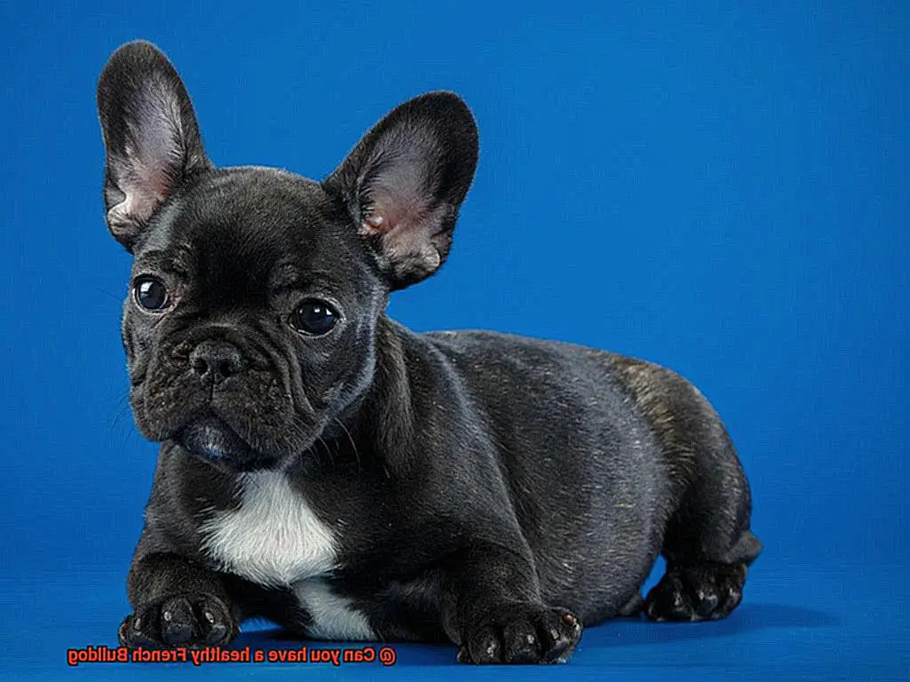 Can you have a healthy French Bulldog-14