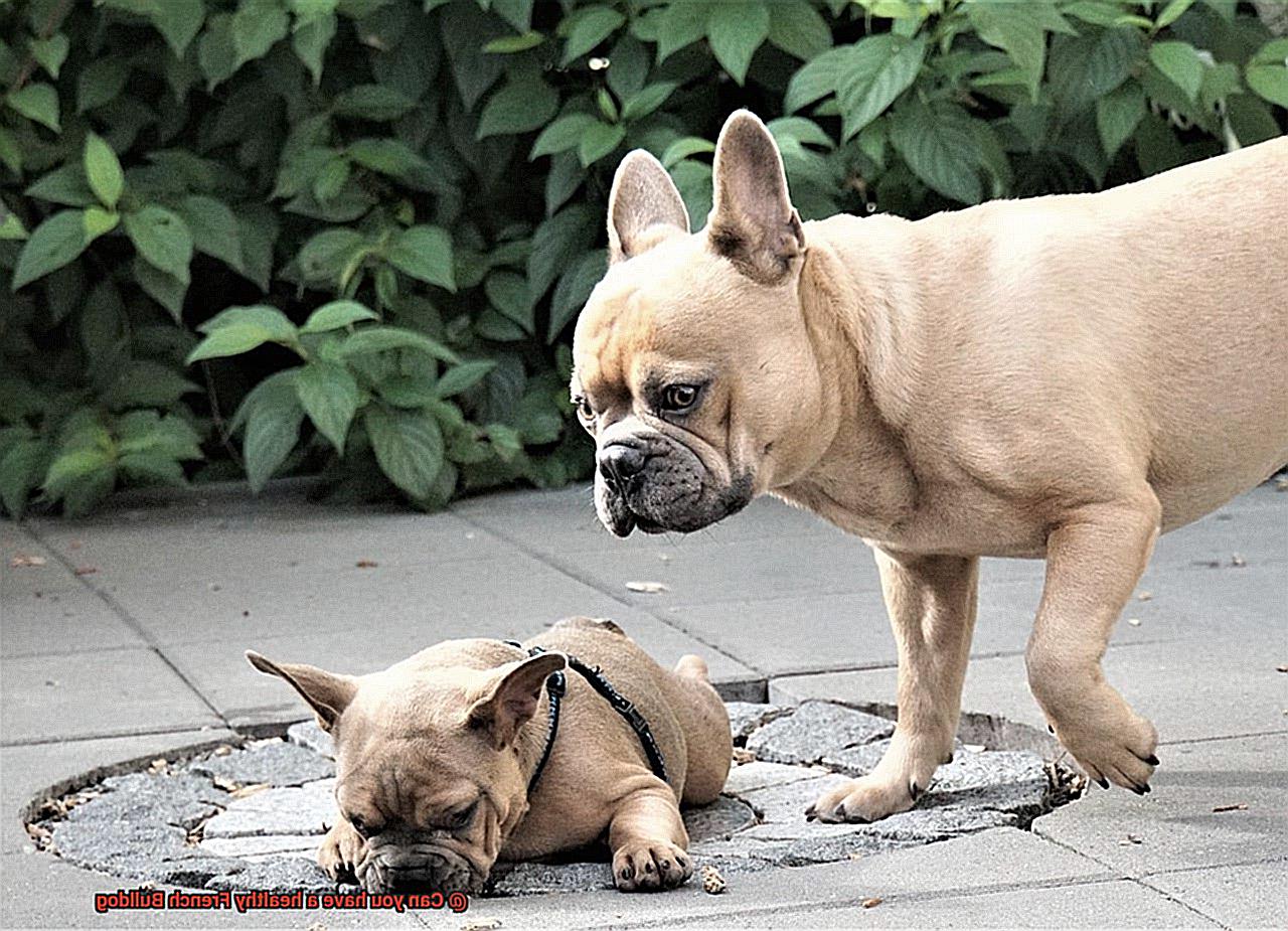 Can you have a healthy French Bulldog-11
