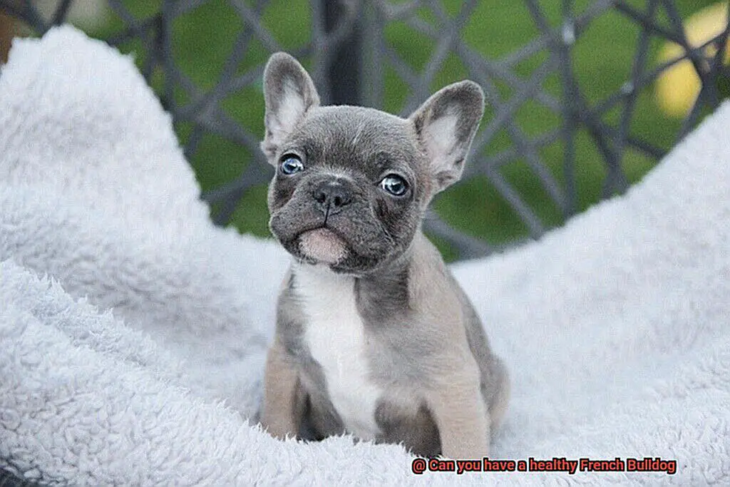 Can you have a healthy French Bulldog-9