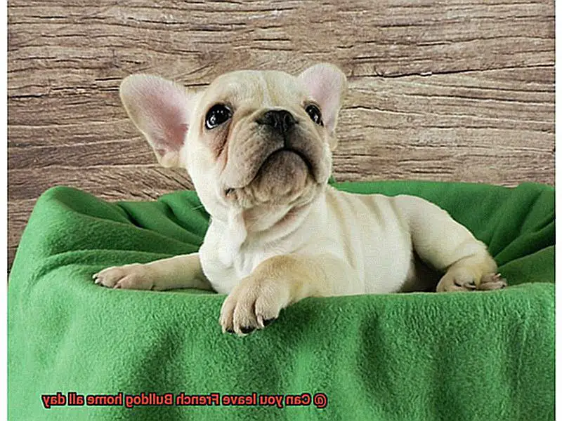 Can you leave French Bulldog home all day-5