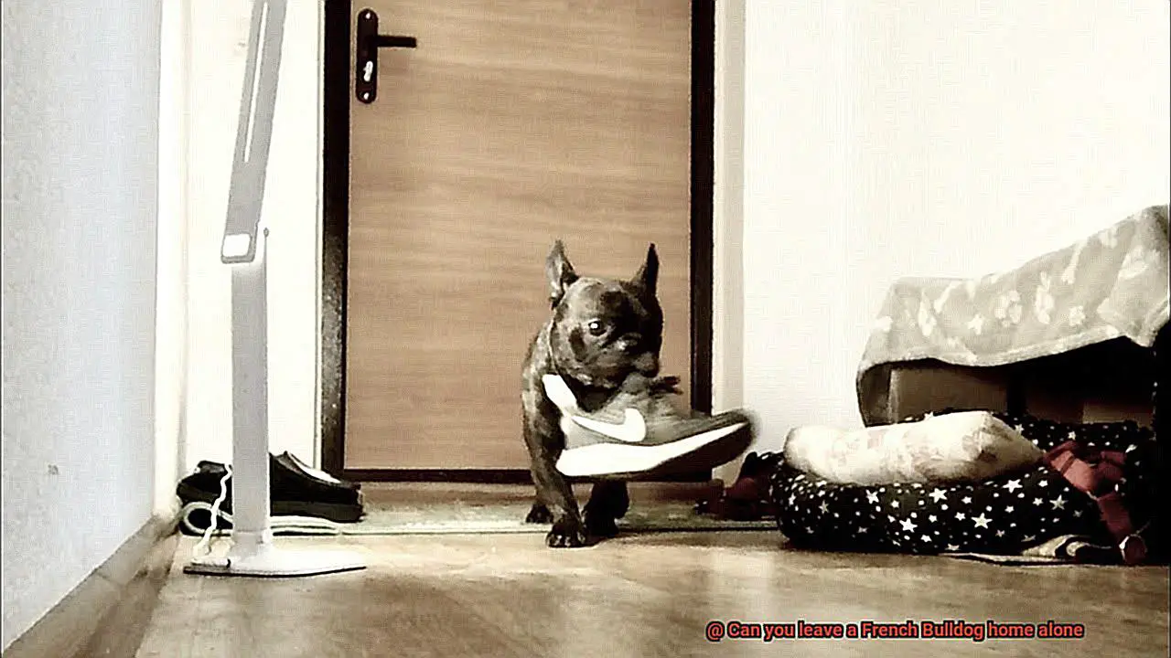 Can you leave a French Bulldog home alone-2