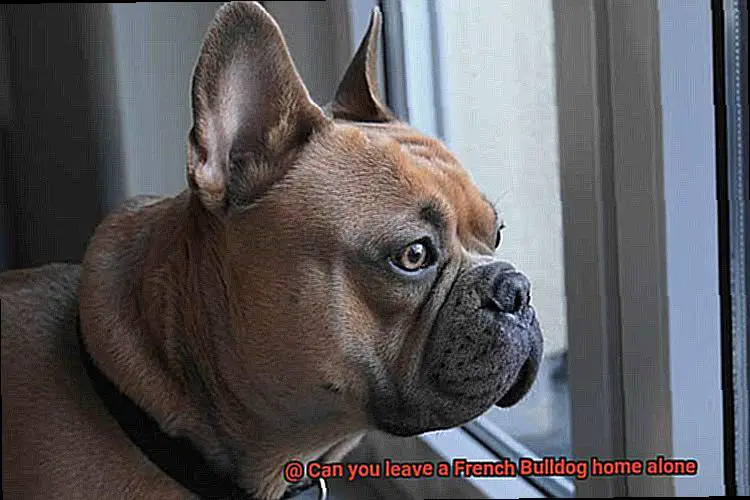 Can you leave a French Bulldog home alone-6