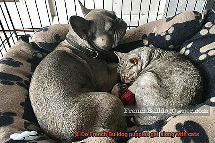 Do French Bulldog puppies get along with cats-7