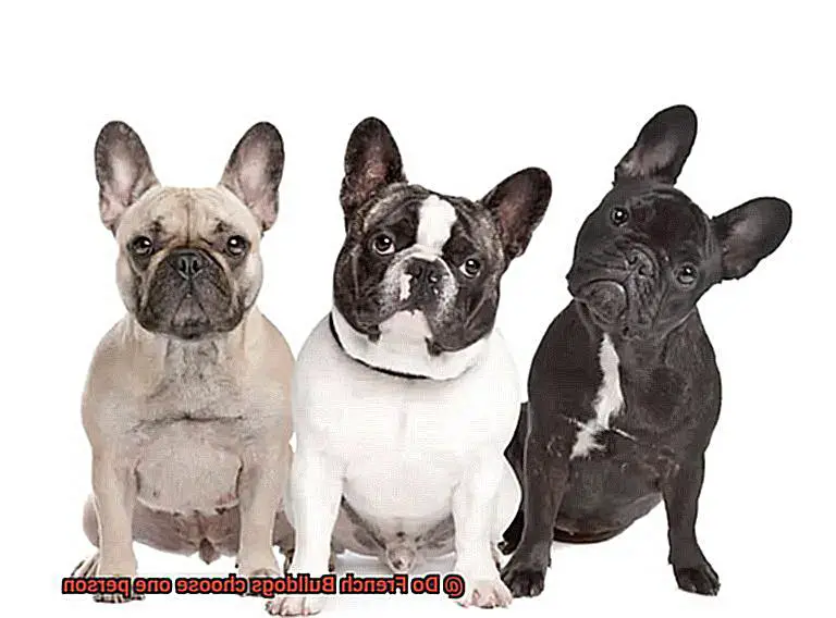 Do French Bulldogs choose one person-3