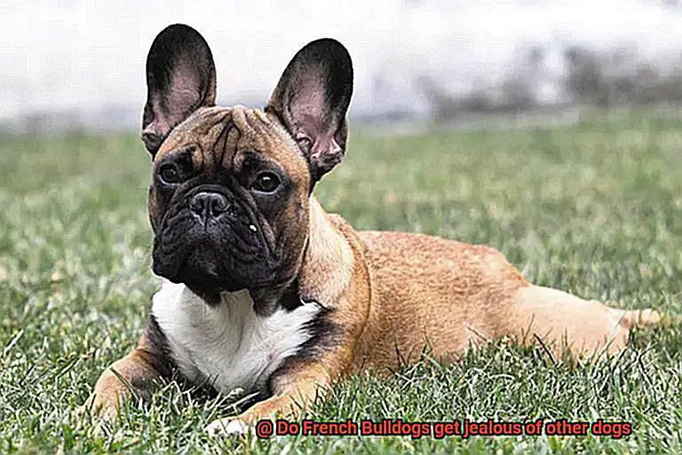 Do French Bulldogs get jealous of other dogs-6