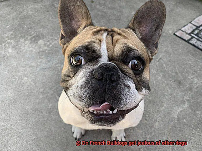 Do French Bulldogs get jealous of other dogs-16