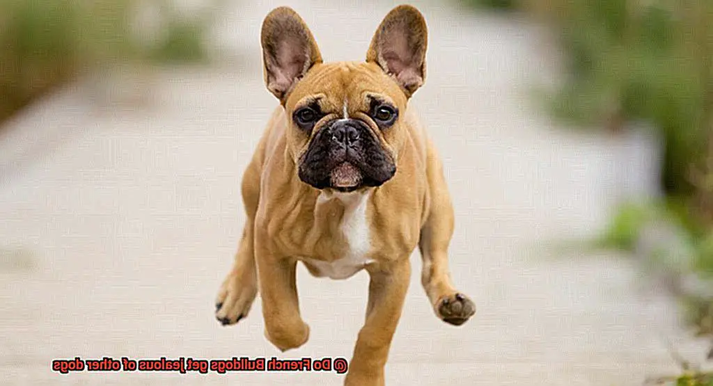 Do French Bulldogs get jealous of other dogs-14