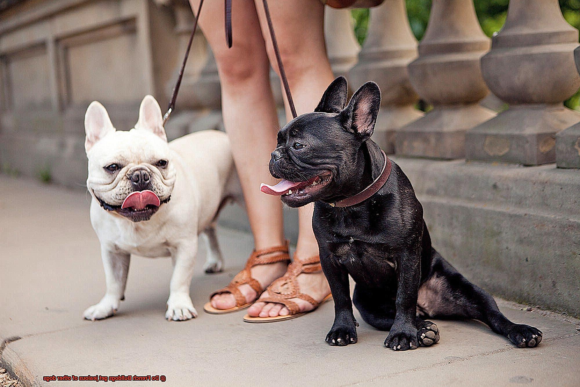 Do French Bulldogs get jealous of other dogs-2
