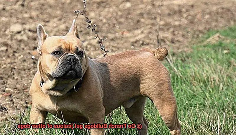 Do French Bulldogs get jealous of other dogs-10