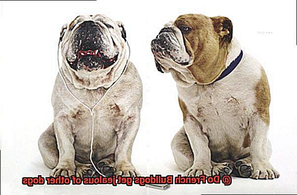 Do French Bulldogs get jealous of other dogs-5