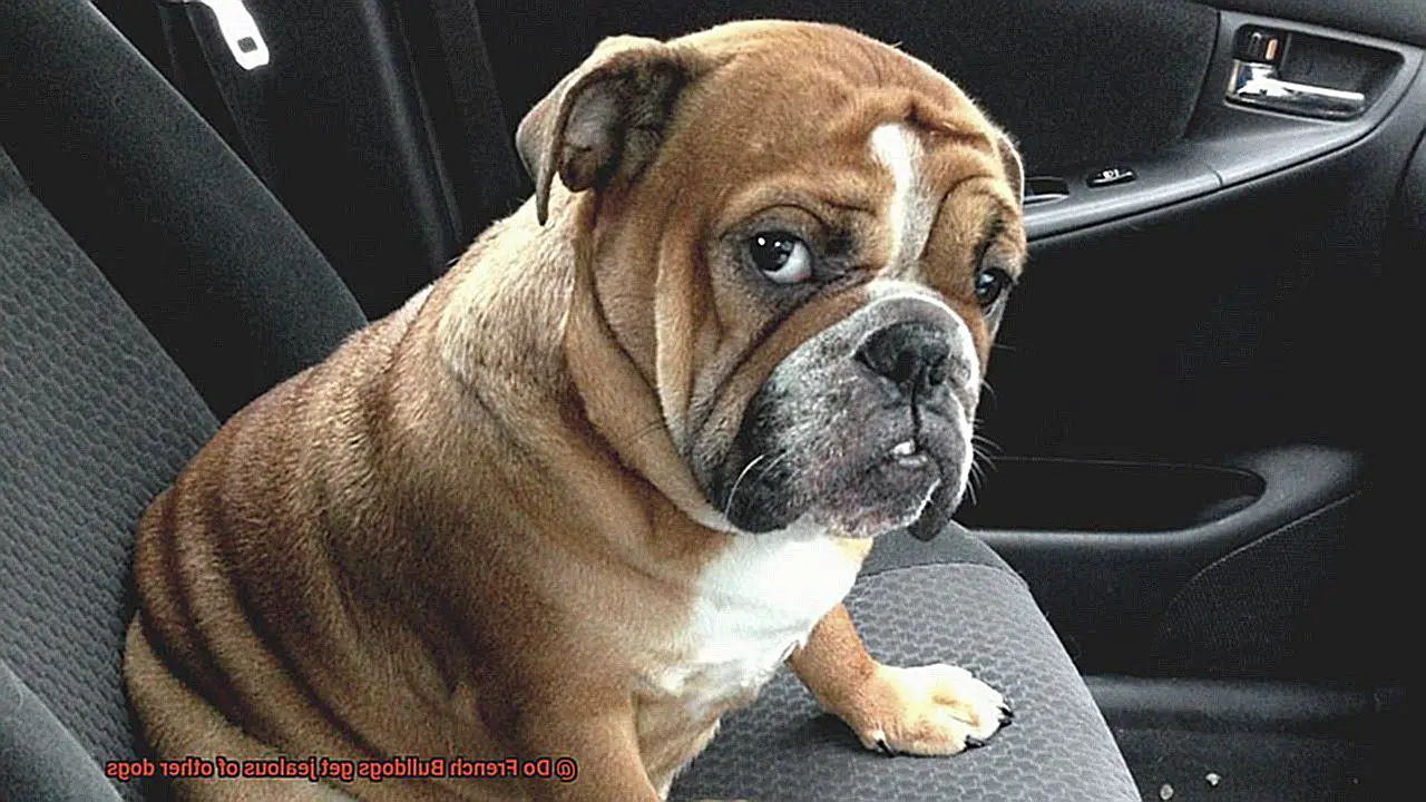 Do French Bulldogs get jealous of other dogs-13