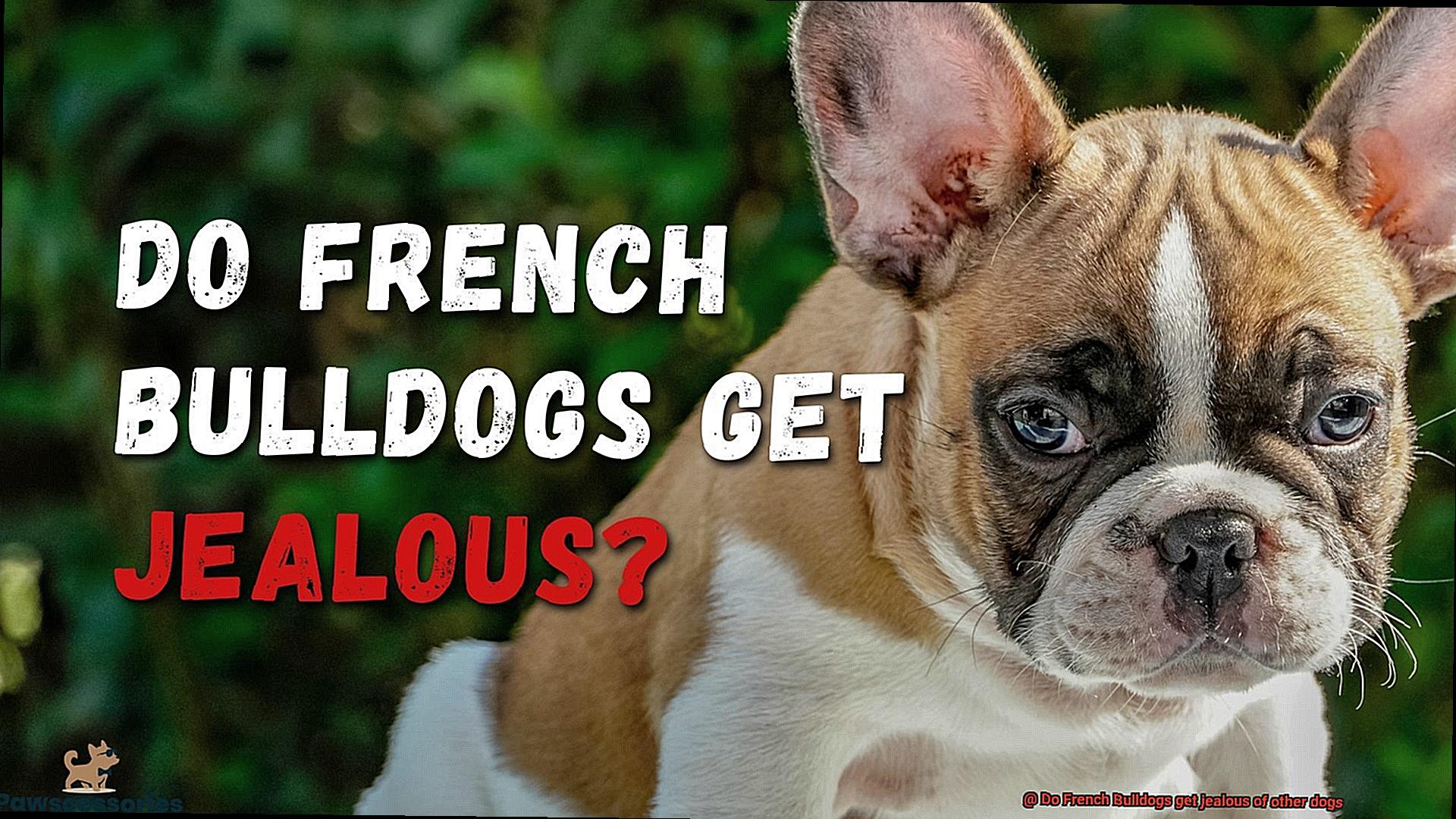 Do French Bulldogs get jealous of other dogs-15