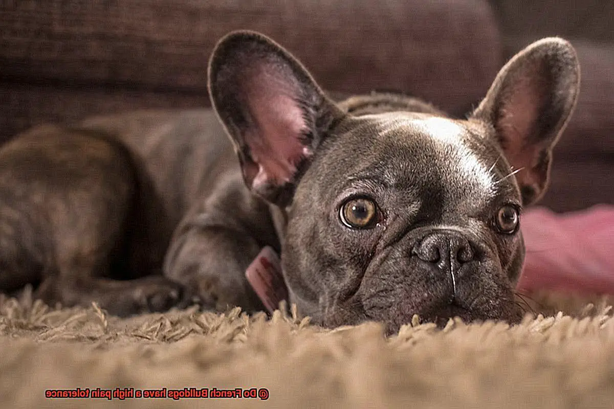 Do French Bulldogs have a high pain tolerance-14