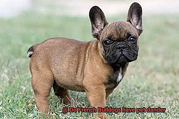 Do French Bulldogs have pet dander-2