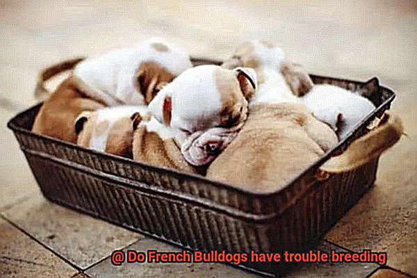 Do French Bulldogs have trouble breeding-3