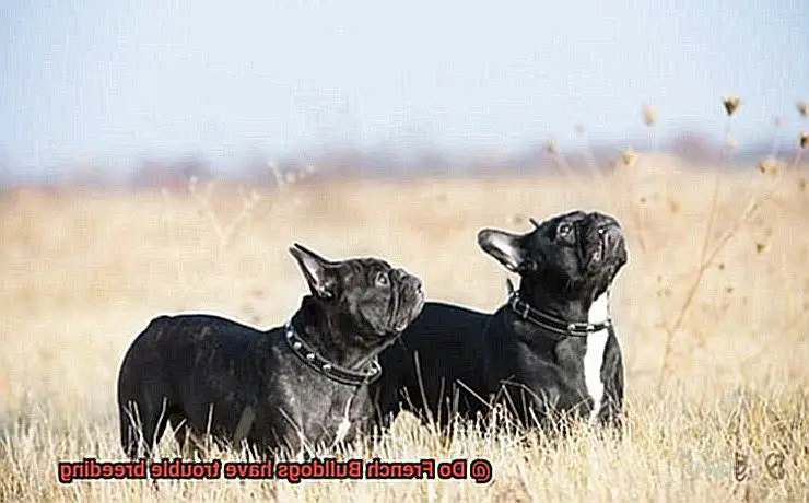 Do French Bulldogs have trouble breeding-2