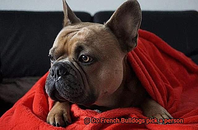 Do French Bulldogs pick a person-4