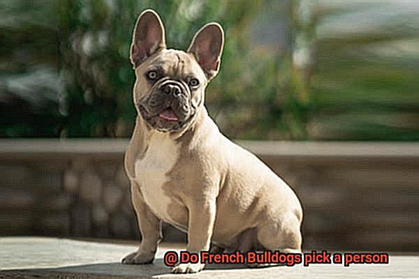 Do French Bulldogs pick a person-11