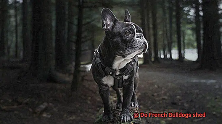 Do French Bulldogs shed-2