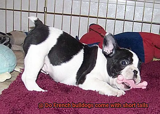 Do French bulldogs come with short tails-2