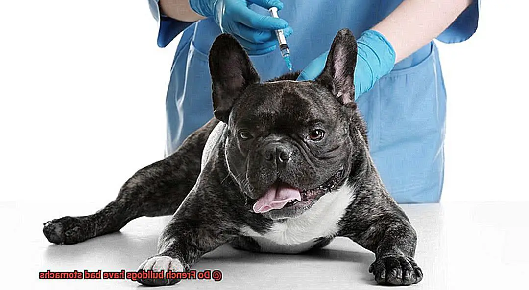 Do French bulldogs have bad stomachs-3