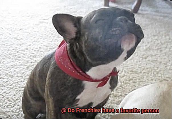 Do Frenchies have a favorite person-2