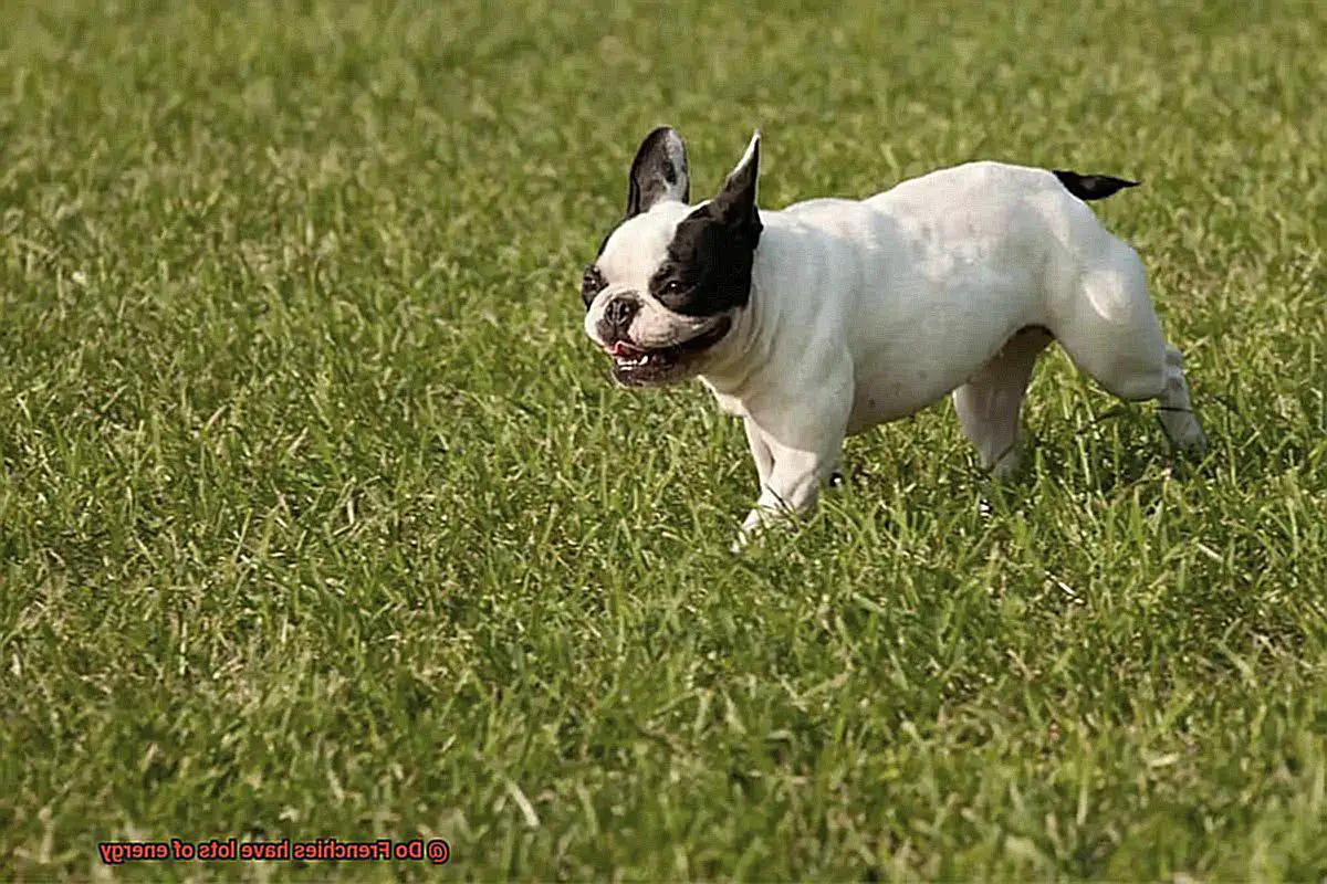 Do Frenchies have lots of energy-5