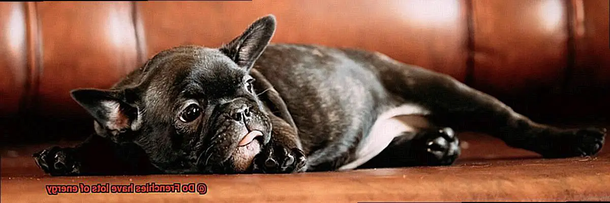 Do Frenchies have lots of energy-8