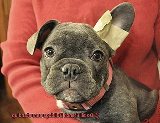 Do all French Bulldogs ears stand up-3