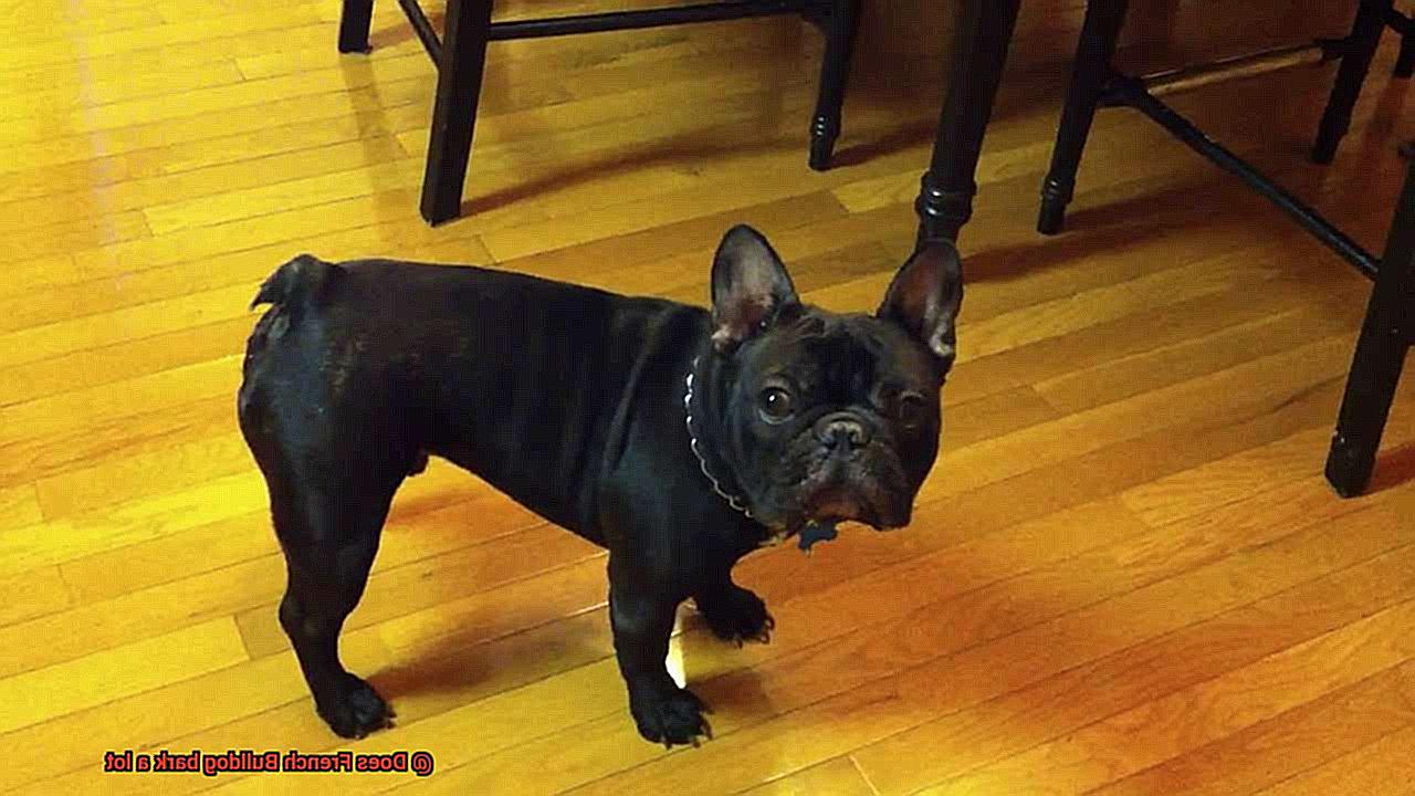 Does French Bulldog bark a lot-6