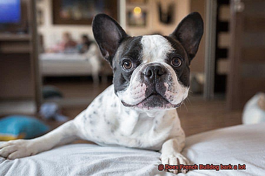 Does French Bulldog bark a lot-4