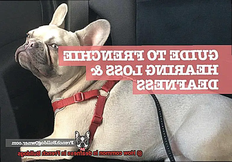 How common is deafness in French Bulldogs-3