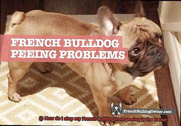 How do I stop my French Bulldog from peeing in the house-2