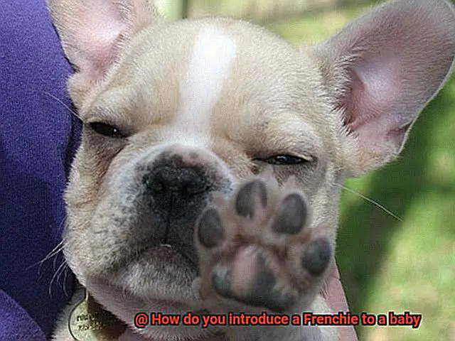 How do you introduce a Frenchie to a baby-7