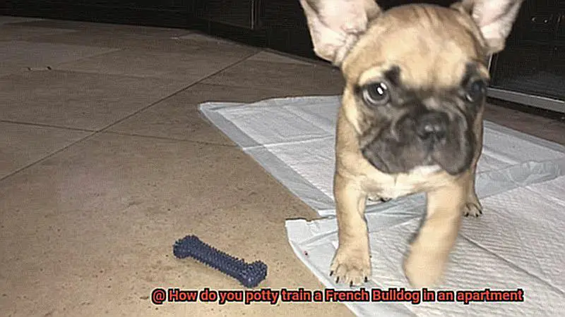 How do you potty train a French Bulldog in an apartment-6