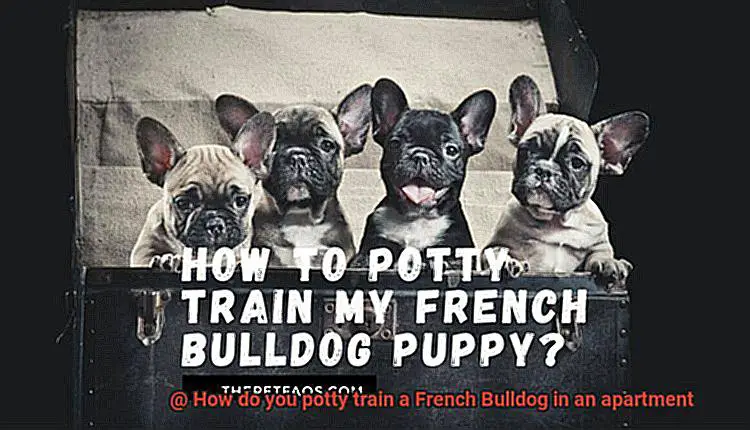 How do you potty train a French Bulldog in an apartment-3