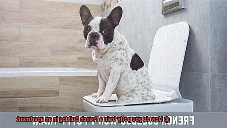 How do you potty train a French Bulldog in an apartment-12