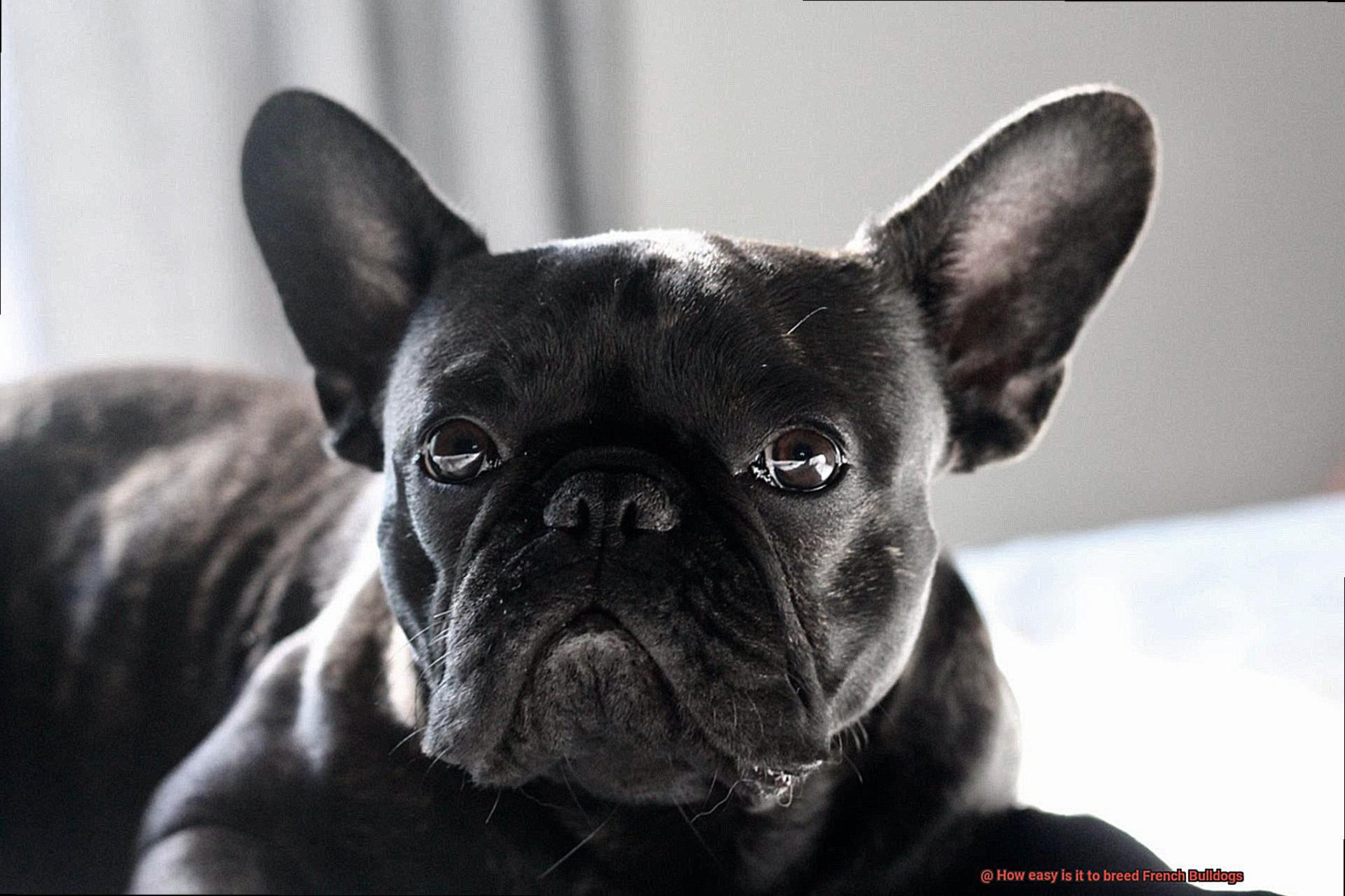 How easy is it to breed French Bulldogs-4