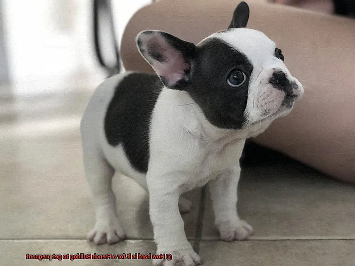 How hard is it for a French Bulldog to get pregnant-12