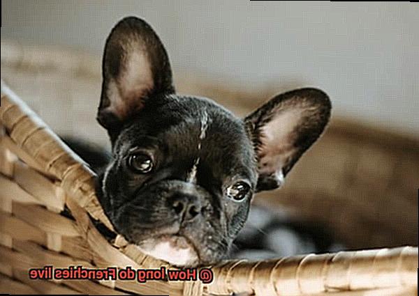 How long do Frenchies live-10