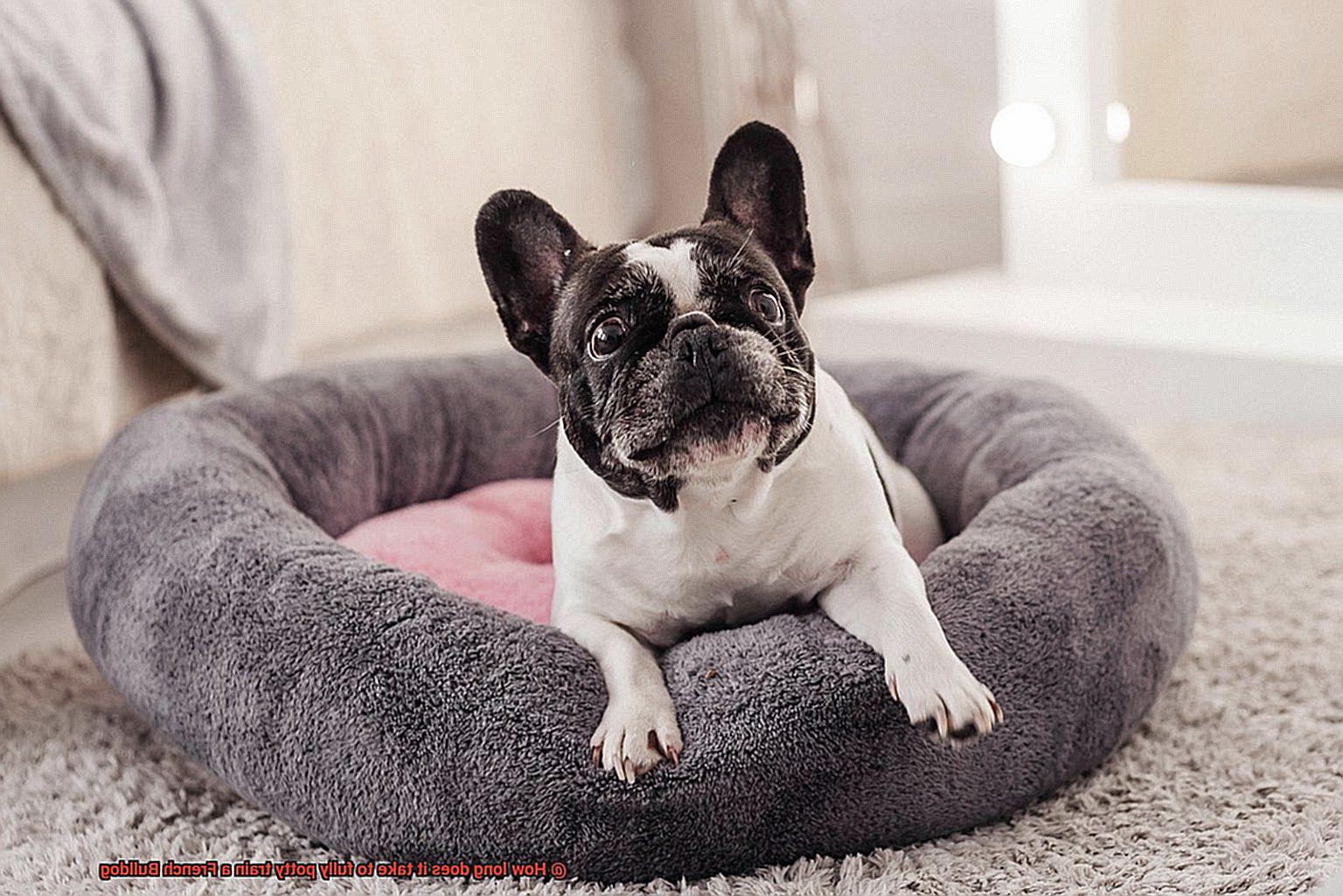 How long does it take to fully potty train a French Bulldog-12