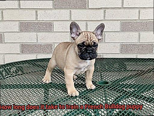 How long does it take to train a French Bulldog puppy-2