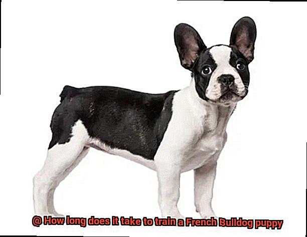 How long does it take to train a French Bulldog puppy-3