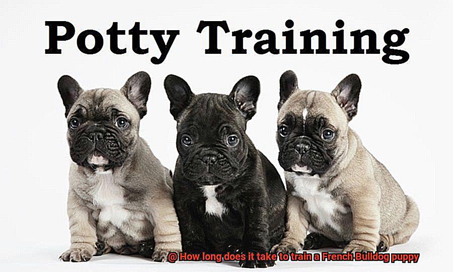 How long does it take to train a French Bulldog puppy-4