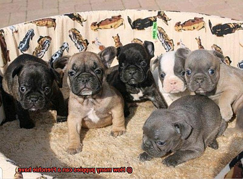 How many puppies can a Frenchie have-7