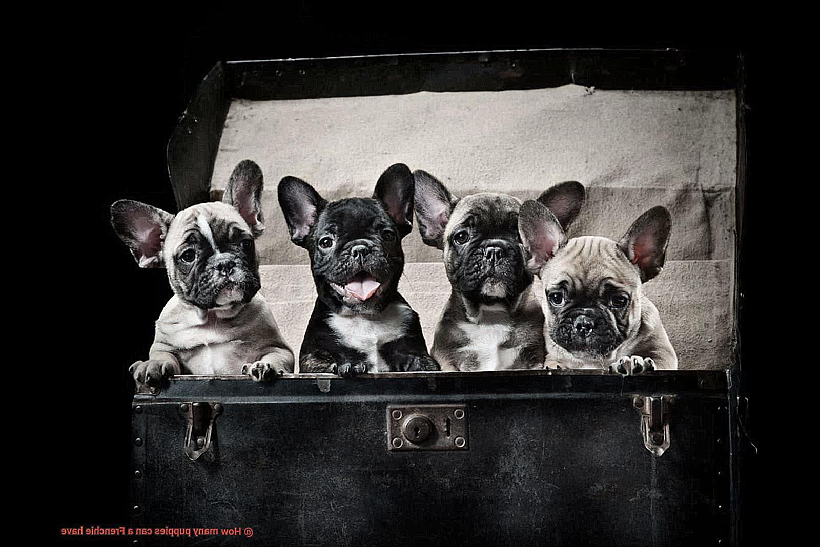 How many puppies can a Frenchie have-4