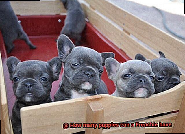 How many puppies can a Frenchie have-5