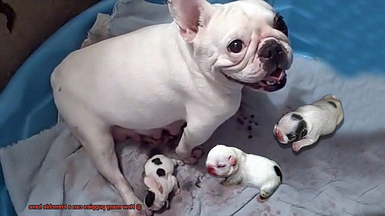 How many puppies can a Frenchie have-13